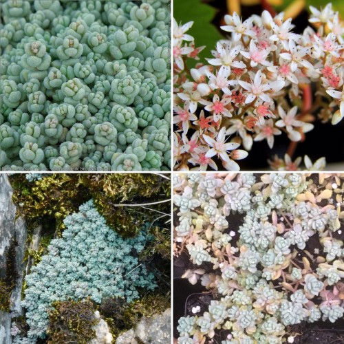 Sedum dasyphyllum minor Rainbow x 1 Succulents Plants Groundcover Grey Corsican Hanging Basket Pot Thick Leaf Love and Tangles Stonecrop Hardy Rockery Garden Sedum dasyphyllum minor Rainbow x 1 Succulents Plants Groundcover Grey Corsican Hanging Basket Pot Thick Leaf Love and Tangles Stonecrop Hardy Rockery Garden
